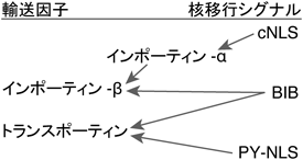 Journal of Japanese Biochemical Society 87(1): 7-15 (2015)