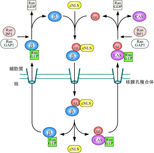 Journal of Japanese Biochemical Society 87(1): 16-21 (2015)