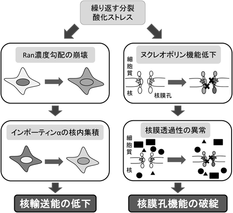 Journal of Japanese Biochemical Society 87(1): 22-26 (2015)