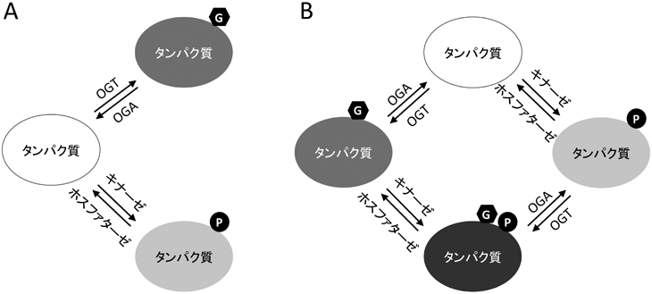 Journal of Japanese Biochemical Society 87(1): 49-55 (2015)