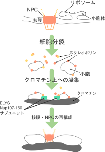 Journal of Japanese Biochemical Society 87(1): 56-63 (2015)