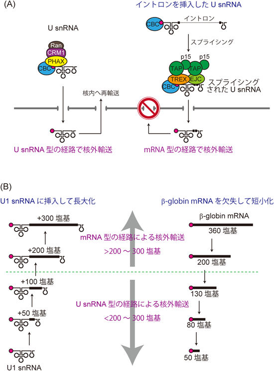 Journal of Japanese Biochemical Society 87(1): 68-74 (2015)