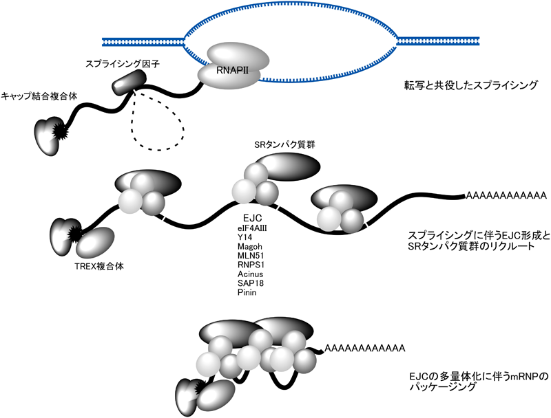 Journal of Japanese Biochemical Society 87(1): 75-81 (2015)