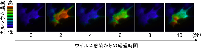 Journal of Japanese Biochemical Society 87(1): 91-100 (2015)