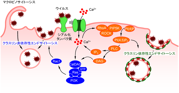 Journal of Japanese Biochemical Society 87(1): 91-100 (2015)