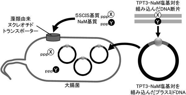 Journal of Japanese Biochemical Society 87(1): 101-111 (2015)