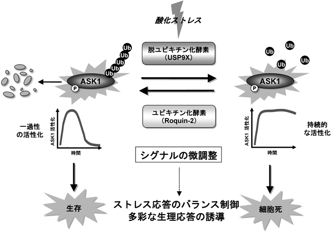 Journal of Japanese Biochemical Society 87(1): 116-121 (2015)