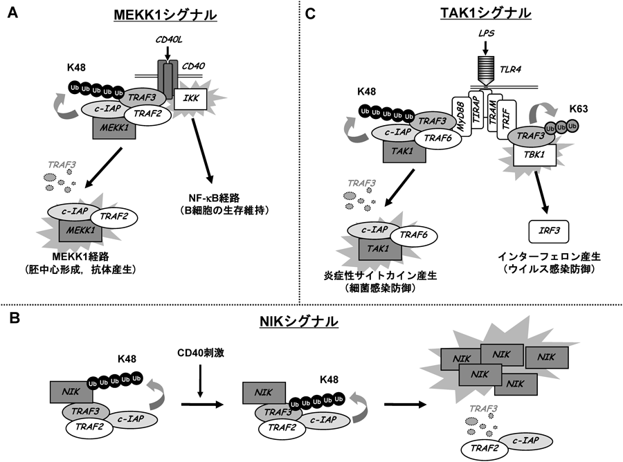 Journal of Japanese Biochemical Society 87(1): 116-121 (2015)