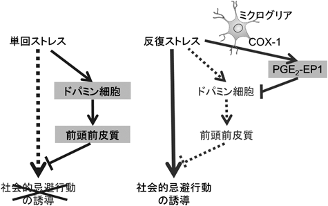 Journal of Japanese Biochemical Society 87(1): 122-124 (2015)