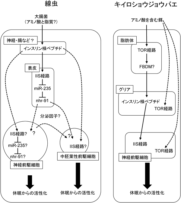 Journal of Japanese Biochemical Society 87(1): 129-132 (2015)