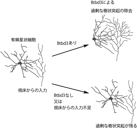 Journal of Japanese Biochemical Society 87(1): 133-137 (2015)