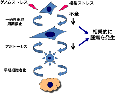 Journal of Japanese Biochemical Society 87(2): 165-175 (2015)