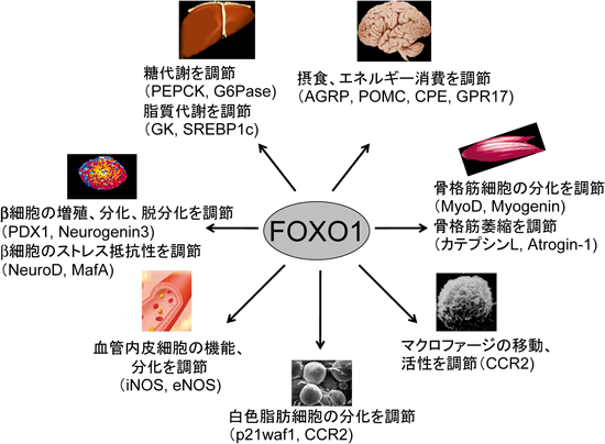Journal of Japanese Biochemical Society 87(2): 176-182 (2015)