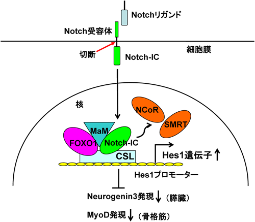 Journal of Japanese Biochemical Society 87(2): 176-182 (2015)