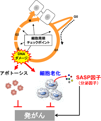 Journal of Japanese Biochemical Society 87(2): 183-187 (2015)