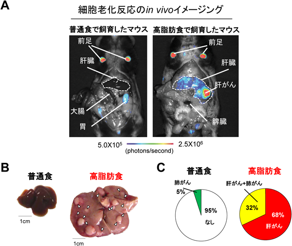 Journal of Japanese Biochemical Society 87(2): 183-187 (2015)