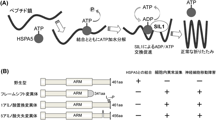 Journal of Japanese Biochemical Society 87(2): 205-208 (2015)