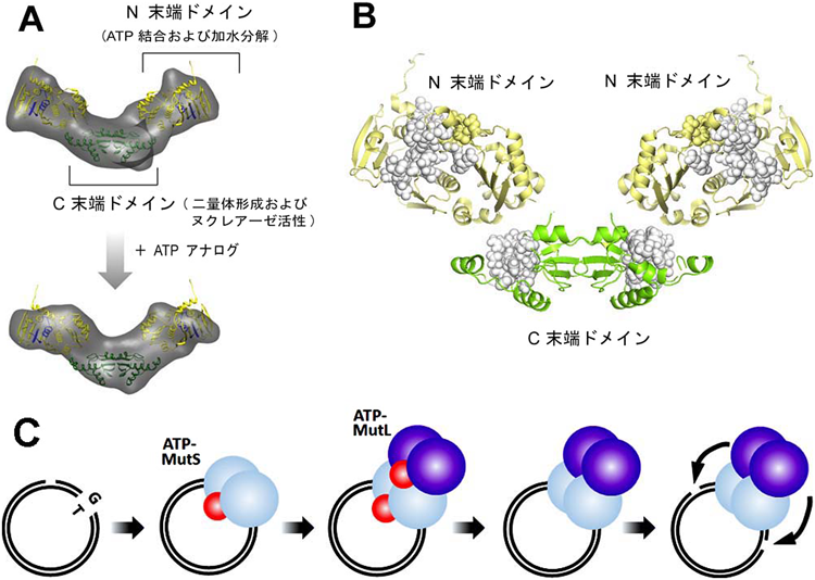 Journal of Japanese Biochemical Society 87(2): 212-217 (2015)