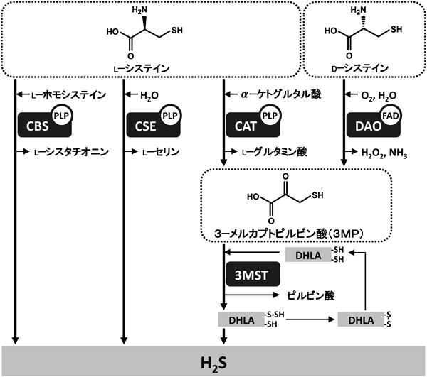 Journal of Japanese Biochemical Society 87(2): 218-220 (2015)