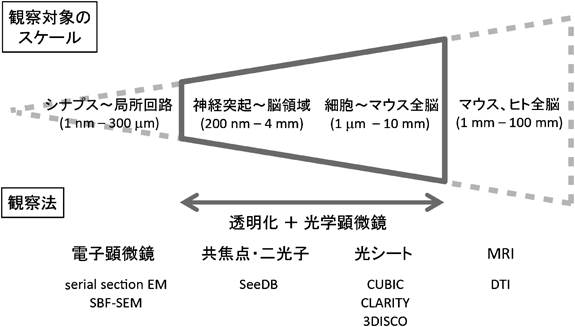 Journal of Japanese Biochemical Society 87(2): 225-229 (2015)