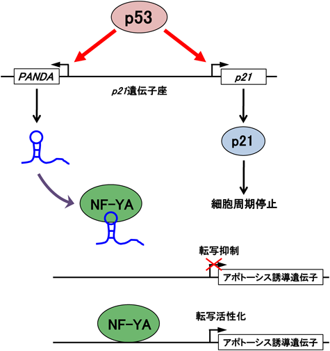 Journal of Japanese Biochemical Society 87(2): 230-233 (2015)