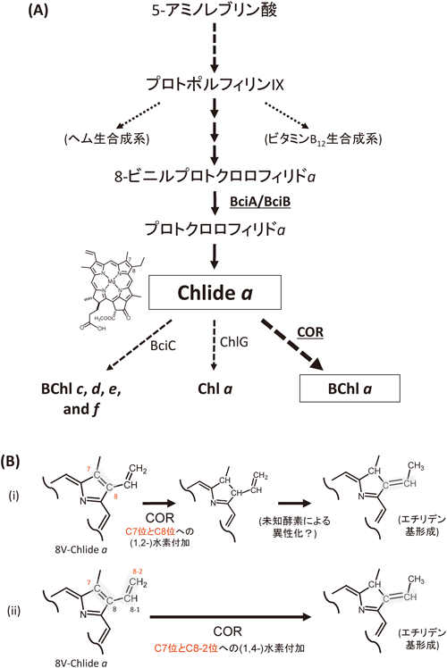 Journal of Japanese Biochemical Society 87(2): 234-238 (2015)