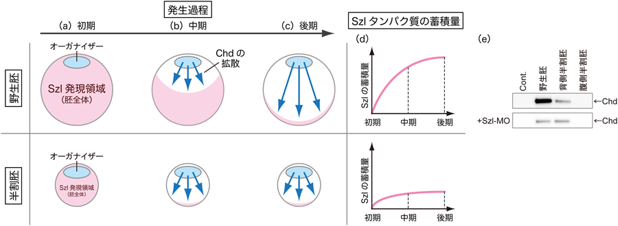 Journal of Japanese Biochemical Society 87(2): 249-253 (2015)