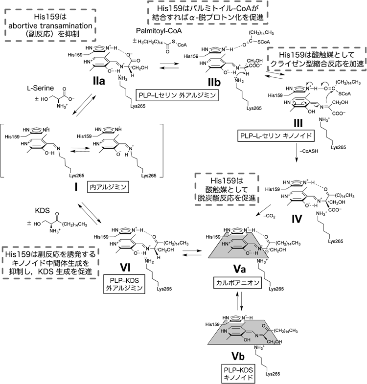 Journal of Japanese Biochemical Society 87(3): 298-307 (2015)