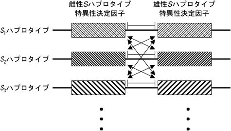 Journal of Japanese Biochemical Society 87(3): 308-314 (2015)
