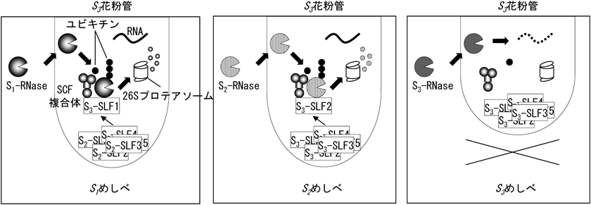 Journal of Japanese Biochemical Society 87(3): 308-314 (2015)