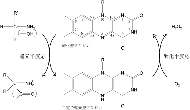 Journal of Japanese Biochemical Society 87(3): 315-320 (2015)