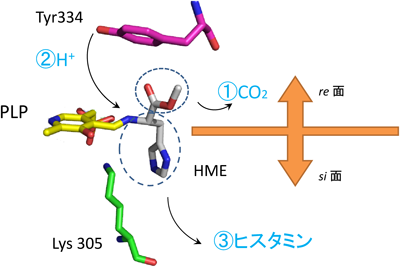 Journal of Japanese Biochemical Society 87(3): 321-325 (2015)