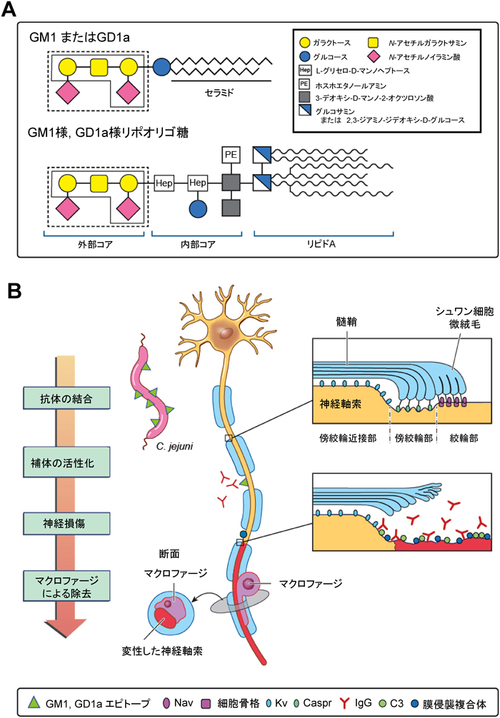 Journal of Japanese Biochemical Society 87(3): 337-341 (2015)