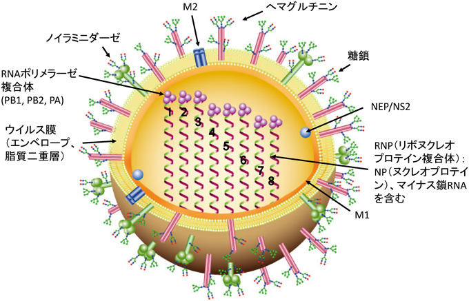 Journal of Japanese Biochemical Society 87(3): 348-361 (2015)