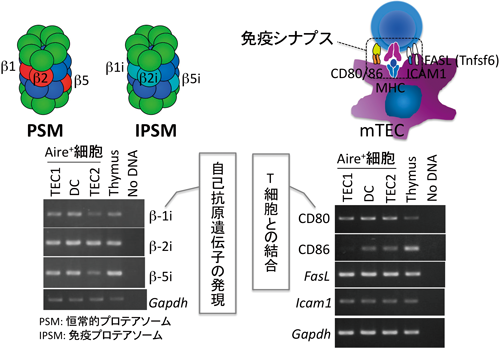 Journal of Japanese Biochemical Society 87(3): 362-372 (2015)