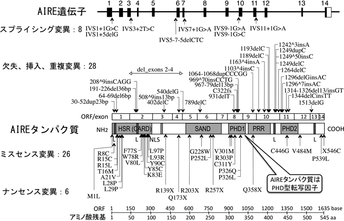Journal of Japanese Biochemical Society 87(3): 362-372 (2015)
