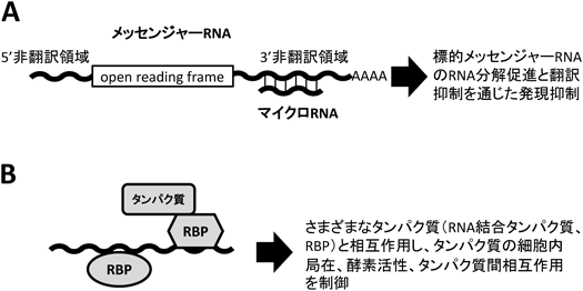 Journal of Japanese Biochemical Society 87(3): 385-388 (2015)