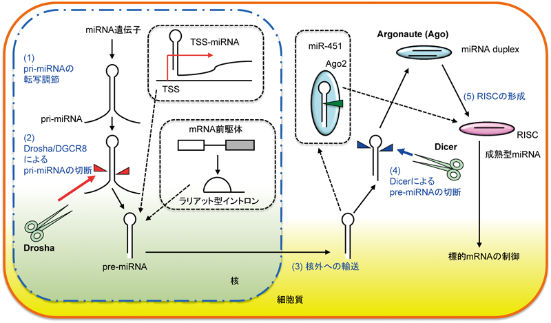 Journal of Japanese Biochemical Society 87(4): 413-421 (2015)