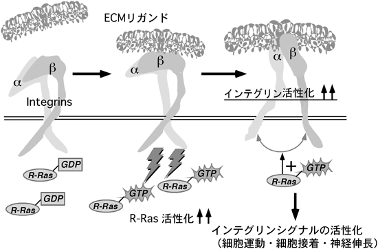 Journal of Japanese Biochemical Society 87(4): 428-437 (2015)