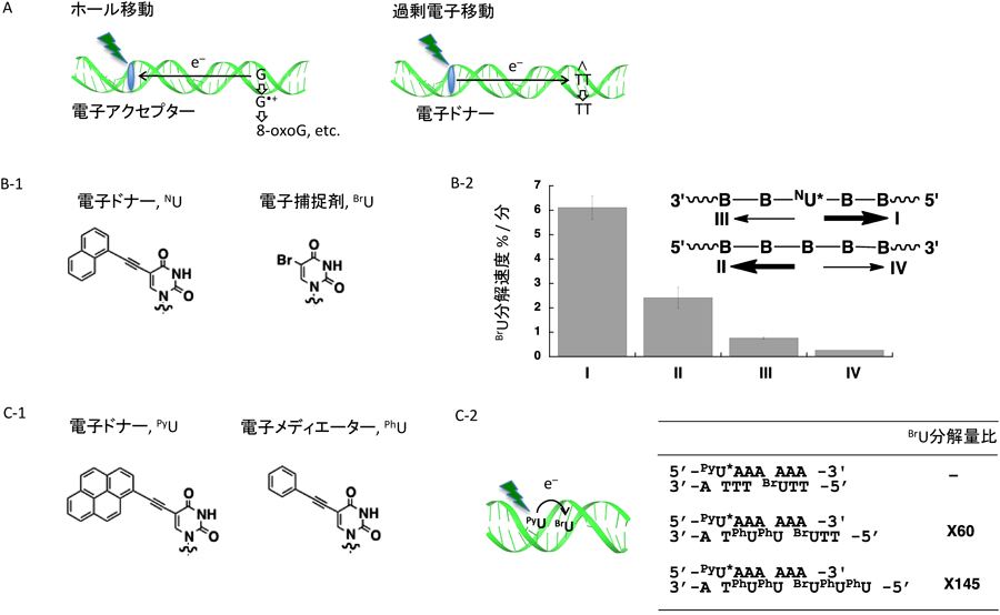 Journal of Japanese Biochemical Society 87(4): 463-466 (2015)