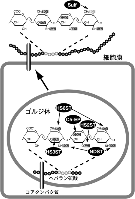 Journal of Japanese Biochemical Society 87(4): 467-470 (2015)