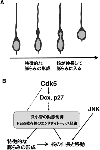 Journal of Japanese Biochemical Society 87(4): 485-488 (2015)