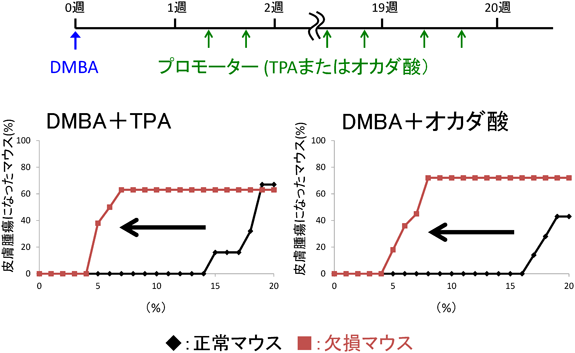 Journal of Japanese Biochemical Society 87(5): 510-516 (2015)