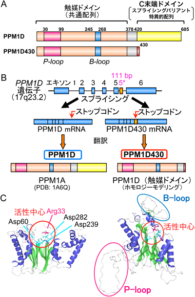 Journal of Japanese Biochemical Society 87(5): 531-538 (2015)