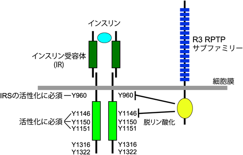 Journal of Japanese Biochemical Society 87(5): 539-546 (2015)