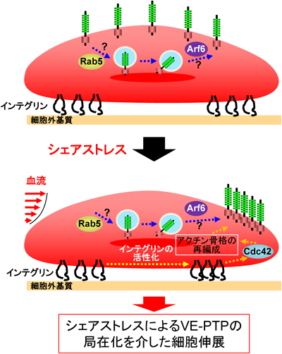 Journal of Japanese Biochemical Society 87(5): 547-553 (2015)