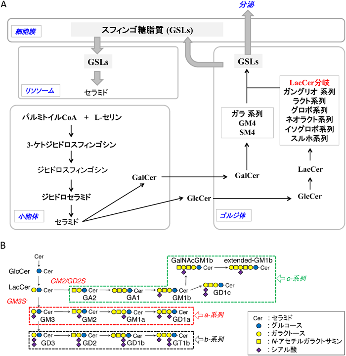 Journal of Japanese Biochemical Society 87(5): 560-572 (2015)