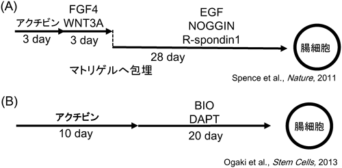 Journal of Japanese Biochemical Society 87(5): 573-581 (2015)