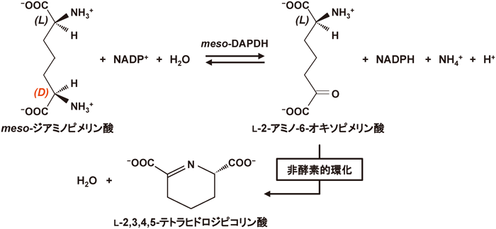 Journal of Japanese Biochemical Society 87(5): 582-590 (2015)
