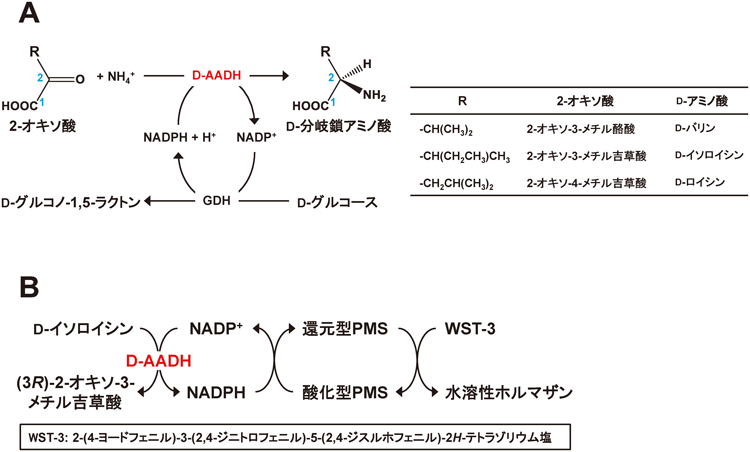 Journal of Japanese Biochemical Society 87(5): 582-590 (2015)